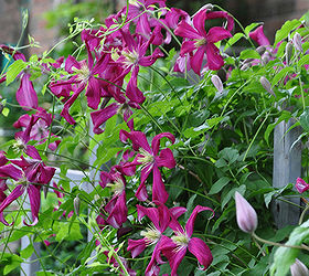 planting and pruning a clematis, flowers, gardening