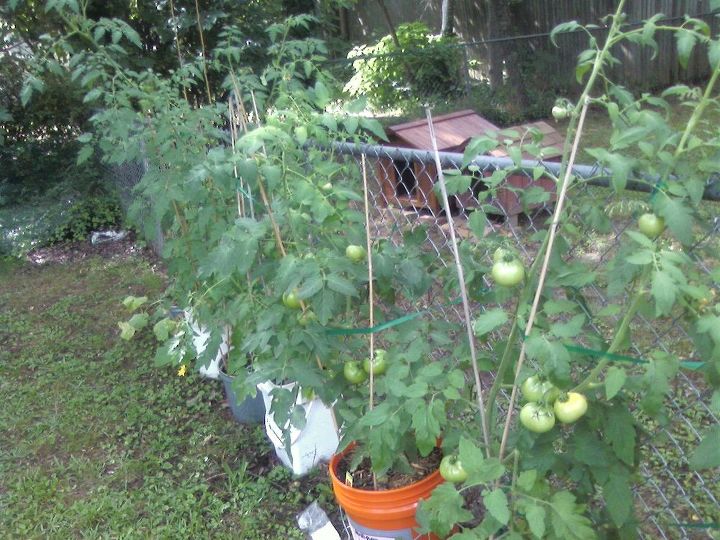 gardening, gardening, My tomatoes growing in buckets