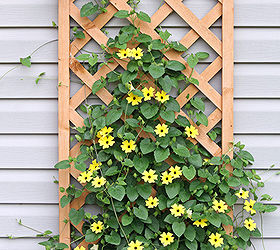 black eyed susan vine aka my little ray of sunshine, gardening, This 6 trellis is from Home Depot The vine started out barely going up five inches on this and now it s almost full up to the top