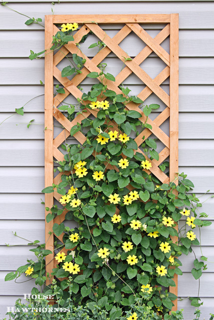 black eyed susan vine aka my little ray of sunshine, gardening, This 6 trellis is from Home Depot The vine started out barely going up five inches on this and now it s almost full up to the top