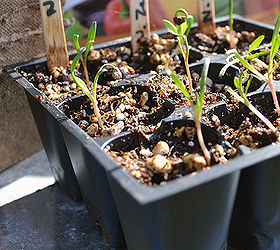 how to care for your seedlings four essential elements for healthy growth, gardening, Element 1 Light Plants need a sufficient amount of light for healthy growth Without enough light plants look leggy spindly and have a very poor root system