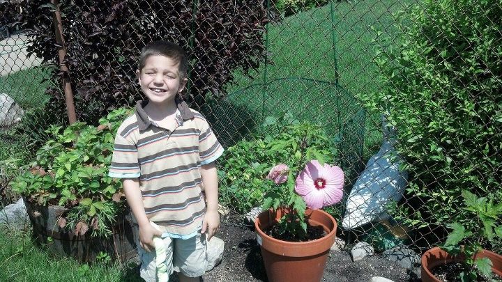 potted hibiscus, flowers, gardening, hibiscus