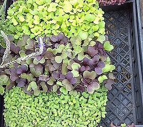 9 vegetables for your windowsill, container gardening, gardening, windows, These Microgreens were ready in 5 days They are red amaranth tatsoi Red Rambo Radish and Daikon Radish