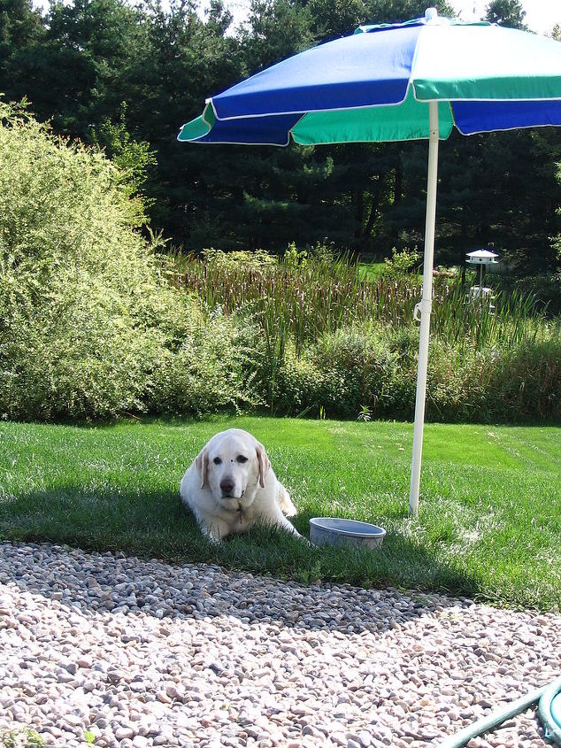 farewell to my great friend amp companion, pets animals, Sunny knows where to stay comfortable