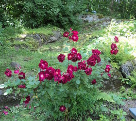 roses amp earwigs, gardening