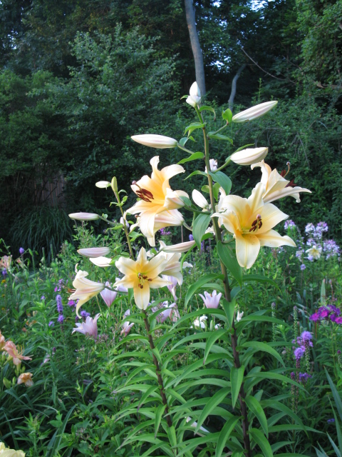 orienpets tree lilies, gardening