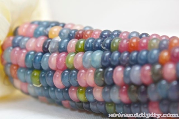 best of sow and dipity 2013, gardening, My Glass Gem Corn was a pinterest hit yes this is real