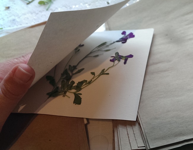 tutorial de bricolaje prensado de flores en el microondas, 4 Comprueba si tus flores est n completamente secas y prensadas si no es as repite el proceso 3 hasta que est s satisfecho