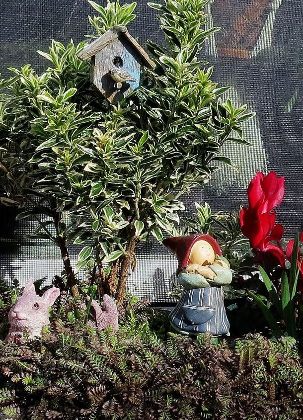 my garden in winter, container gardening, gardening, succulents, I would love to find more of these figurines if anyone knows where
