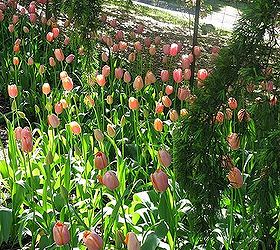 leura garden festival kicks off this weekend i can t wait, flowers, gardening, Peach colour tulips en masse