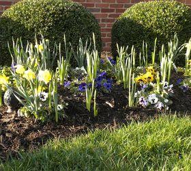 garden blooms june zone 6, container gardening, flowers, gardening, hibiscus, hydrangea, outdoor living, Wintered over pansies emerging daffodils mid March
