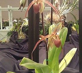 pics from 2013 southeastern flower show in atlanta, flowers, gardening, Funky orchid