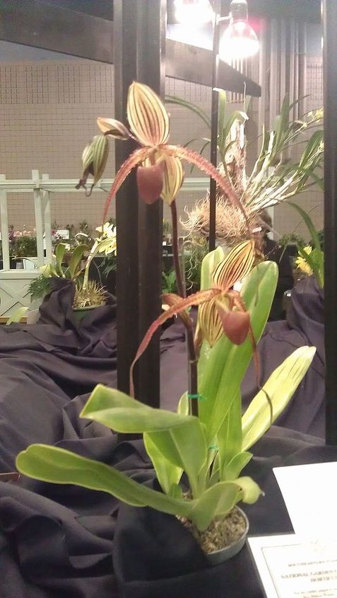 pics from 2013 southeastern flower show in atlanta, flowers, gardening, Funky orchid
