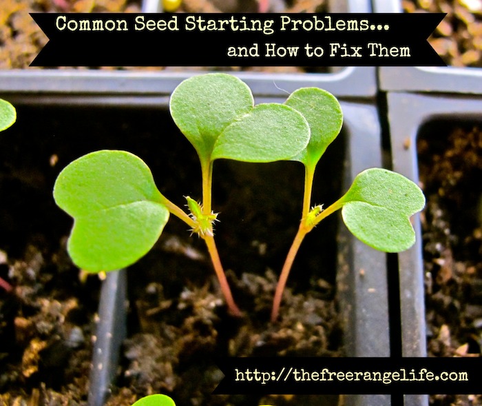 common seed starting problems and how to fix them, gardening, Do you have trouble getting your seeds to germinate or is keeping them alive one of your problems