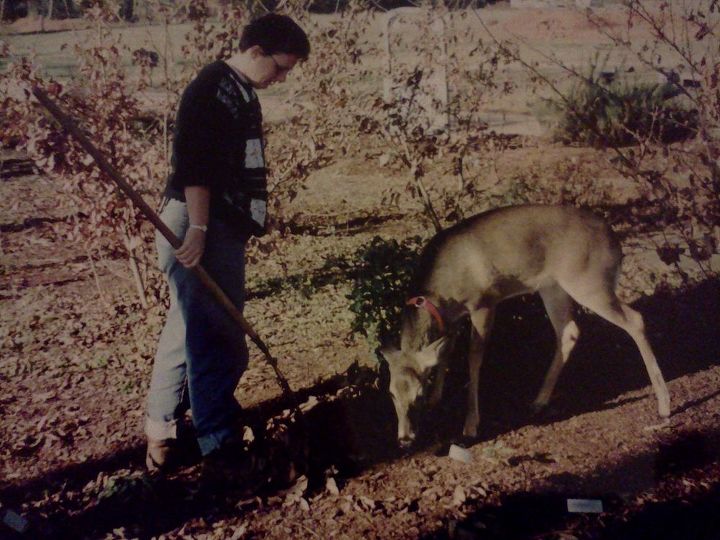 deer me poll what have you used to deter the deer, fences, pest control, pets animals, Yes this is me trying to rake the front display bed with the help of a very obnoxious deer A few years ago