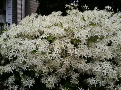 what is this vine, gardening