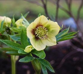 hellebores orientalis in our shade path garden this week, gardening, raised garden beds, Yellow with purple spots This one has a much more upright habit