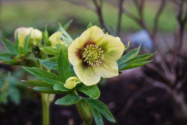 hellebores orientalis in our shade path garden this week, gardening, raised garden beds, Yellow with purple spots This one has a much more upright habit