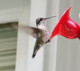 caring for hummingbirds through the winter, outdoor living, pets animals, Did you know that hummingbirds migrate throughout the winter and are in need of a constant supply of nourishment