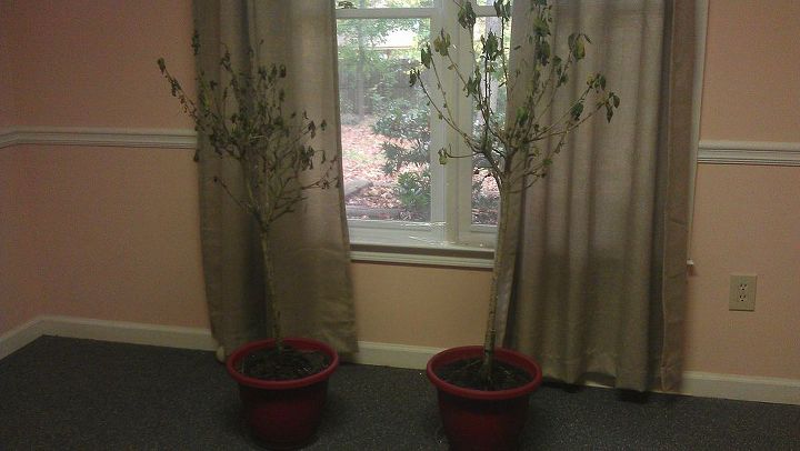 overwintering plants hibiscus, flowers, gardening, hibiscus, Now re potted and in place for overwintering