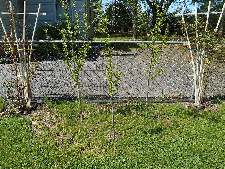 need input on sweet pea vines are they invasive or hard to care for