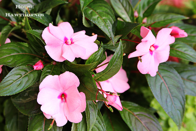 hot to trot patio pot aka tickled pink, gardening, New Guinea impatiens in a soft hot pink