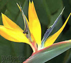 my ideas, flowers, gardening, landscape, THIS IS MY YELLOW BIRD OF PARADISE
