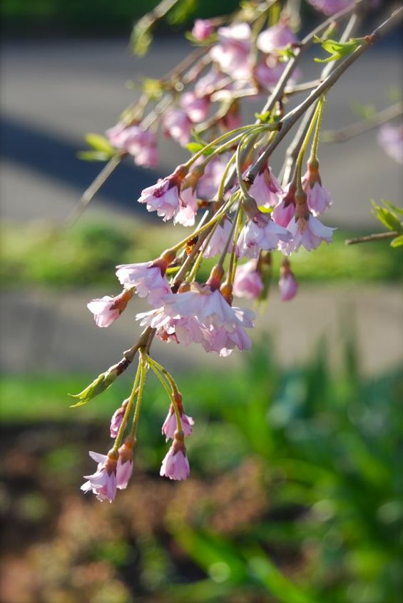 cherry corner garden in april, gardening, The pink weeping cherry blooms echo the pink tips of the emerging variegated loosestrife below