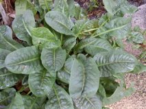 this came up in my planter with my coconut palm, gardening