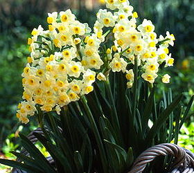 daffodils for florida yes, gardening, Avalanche dates to at least 1906 but may well be the bulb Thomas Jefferson planted at Monticello as Seventeen Sisters Photo via brentandbeckysbulbs com
