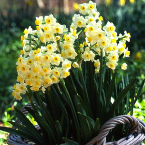 daffodils for florida yes, gardening, Avalanche dates to at least 1906 but may well be the bulb Thomas Jefferson planted at Monticello as Seventeen Sisters Photo via brentandbeckysbulbs com
