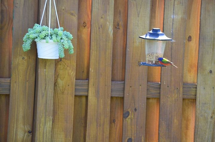 birds, outdoor living, pets animals, Painted Bunting