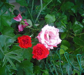 sharing my roses and flowers with garden 3, flowers, gardening, hibiscus, Same bush pink and red
