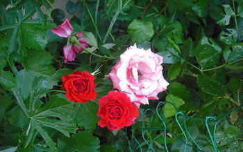 Sharing my Roses and Flowers with garden #3