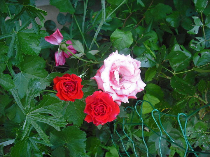 compartilhando minhas rosas e flores com o jardim 3, O mesmo arbusto rosa e vermelho