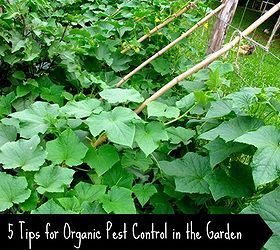 5 tips for organic pest control in the garden, gardening, pest control