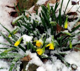 late spring snow, gardening, outdoor living, perennial, Tete a Tetes by the cedar fence
