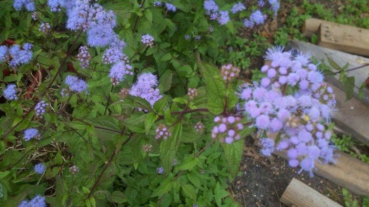 purple flowers, flowers, gardening