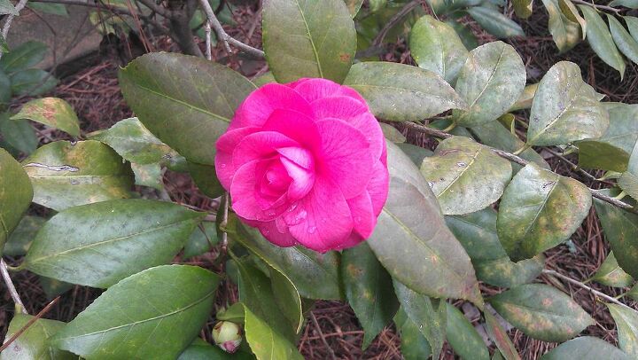 my camelias are blooming they aren t supposed to bloom yet are they i even have, gardening