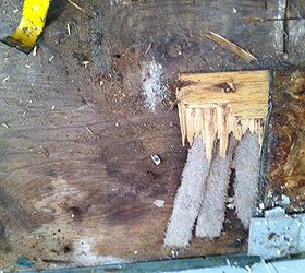 carpet strips found under plywood subfloor, flooring