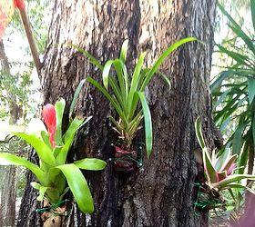 i secured these bromeliads to this tree by wrapping the root base in sphagnum moss, gardening