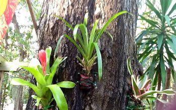 I secured these Bromeliads to this tree by wrapping the root base in sphagnum moss and then covering that with a piece