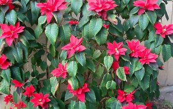 I planted these Poinsettias a couple of years ago after using the small plants for decoration in the house.