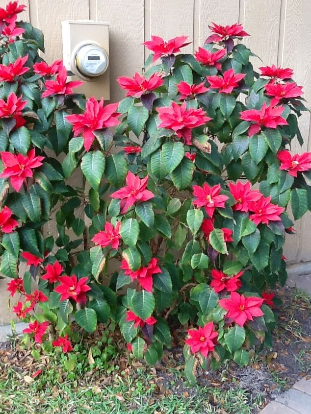i planted these poinsettias a couple of years ago after using the small plants for, gardening