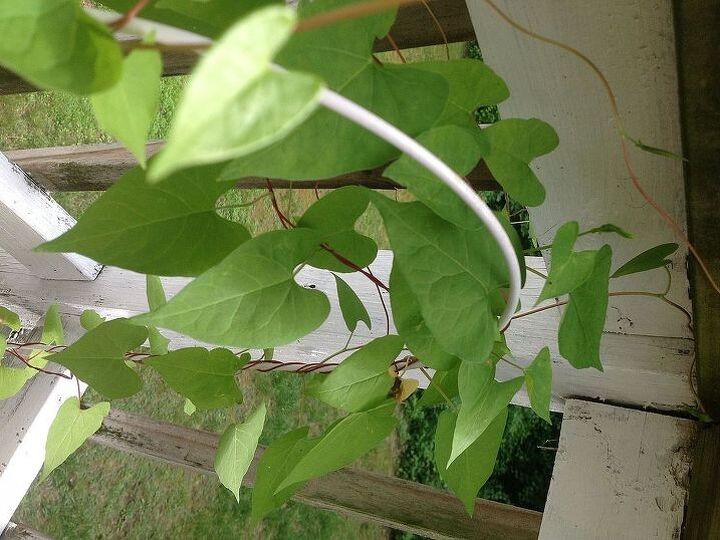 my ipad will not allow me to post on wallace gardens latest comment about heart, gardening