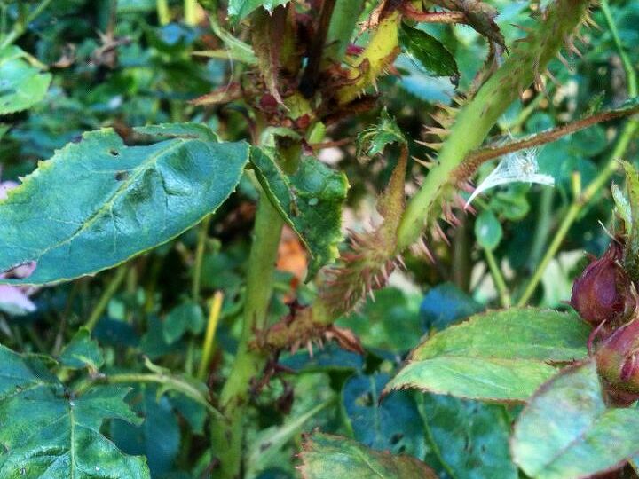 this is a red knock out rose bush which is three years old, gardening