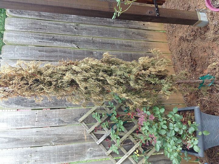 i wanted to ask if someone knew what was wrong with these italian cypress, gardening