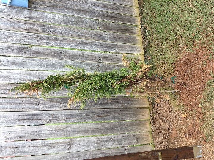 i wanted to ask if someone knew what was wrong with these italian cypress, gardening