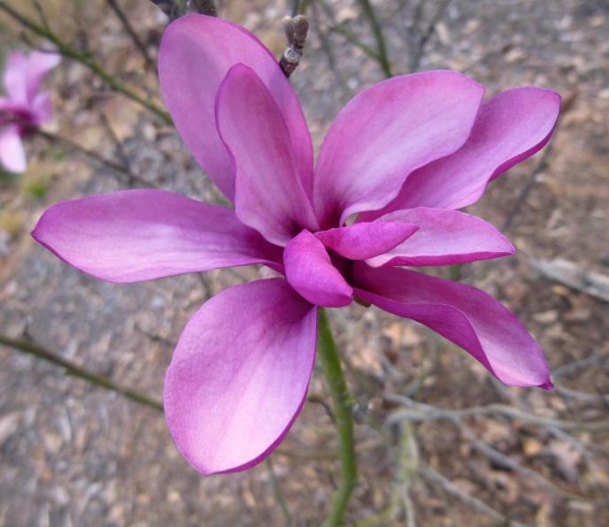 photo update, curb appeal, flowers, gardening, Saucer Magnolia Magnolia x Soulangiana Jane