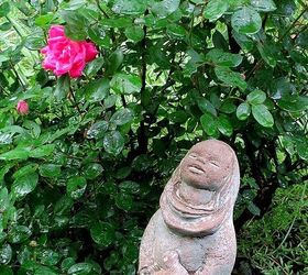 garden walk june 1st, flowers, gardening, outdoor living, Little Bird Woman Knockout Roses